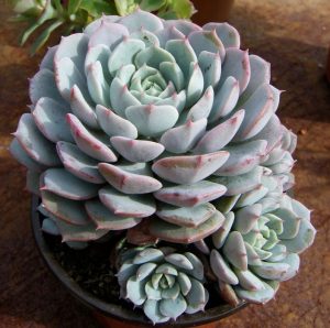 Echeveria puri