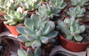 Graptopetalum paraguayense