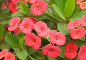 Euphorbia milii splendens, Corona de Espinas