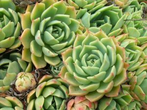 Echeveria perla de Nuremberg