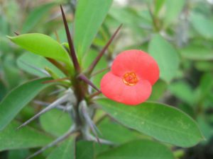 Euphorbia milii