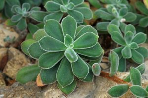 Echeveria pulvinata