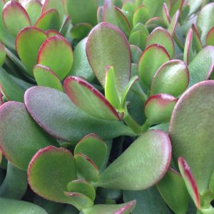 Crassula portulacea minor