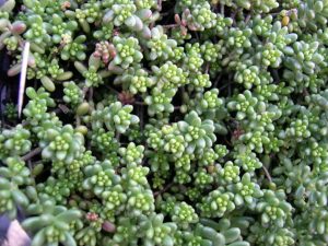 Sedum hibrid