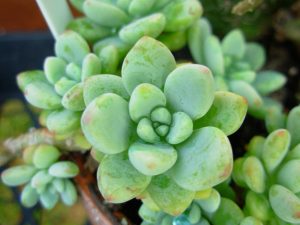 Sedum spp