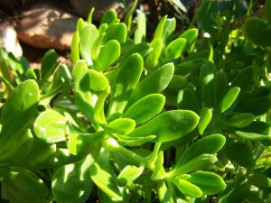 Sedum praealtum