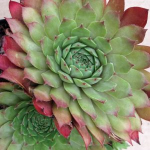 Sempervivum spp green