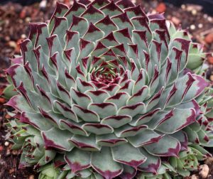 Sempervivum tectorum