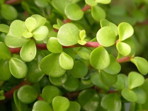 Crassula afra portulacea