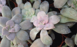 Graptopetalum pentandrum