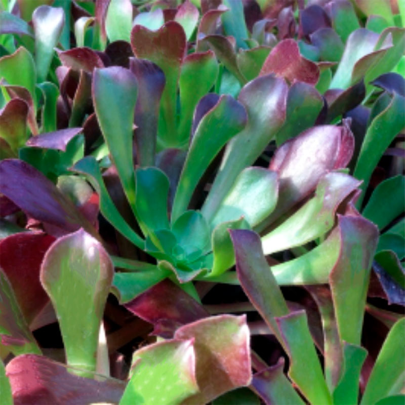 Aeonium Artropurpureum