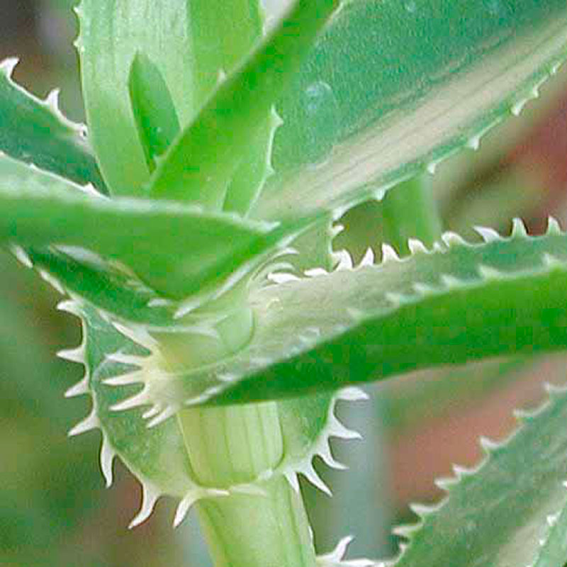 Aloe Ciliata