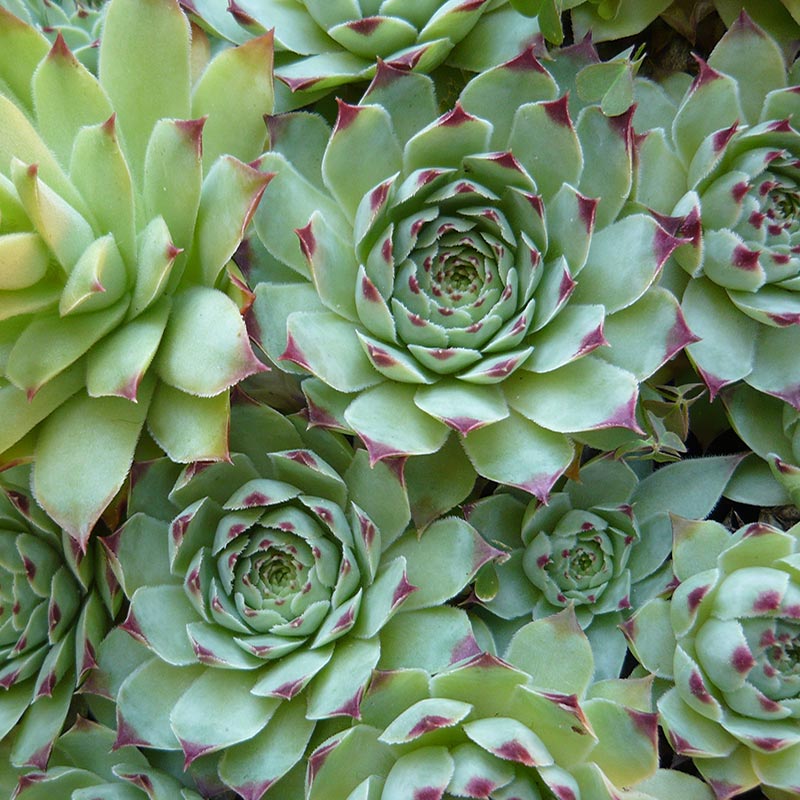 Sempervivum spp. Red