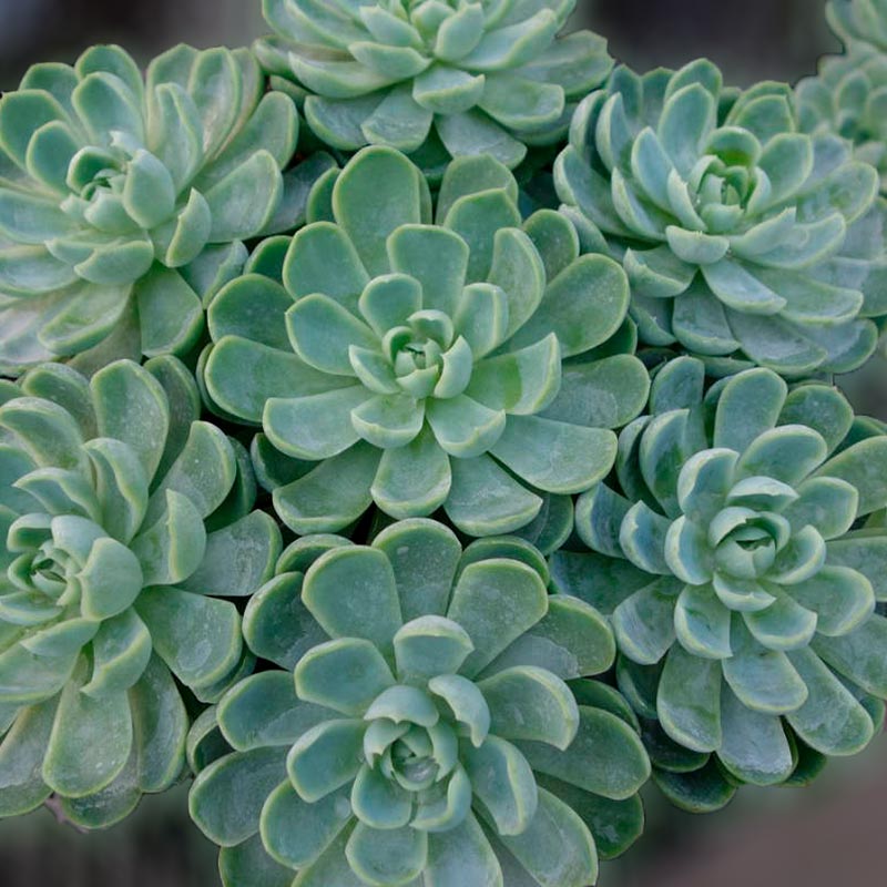 Echeveria Spp