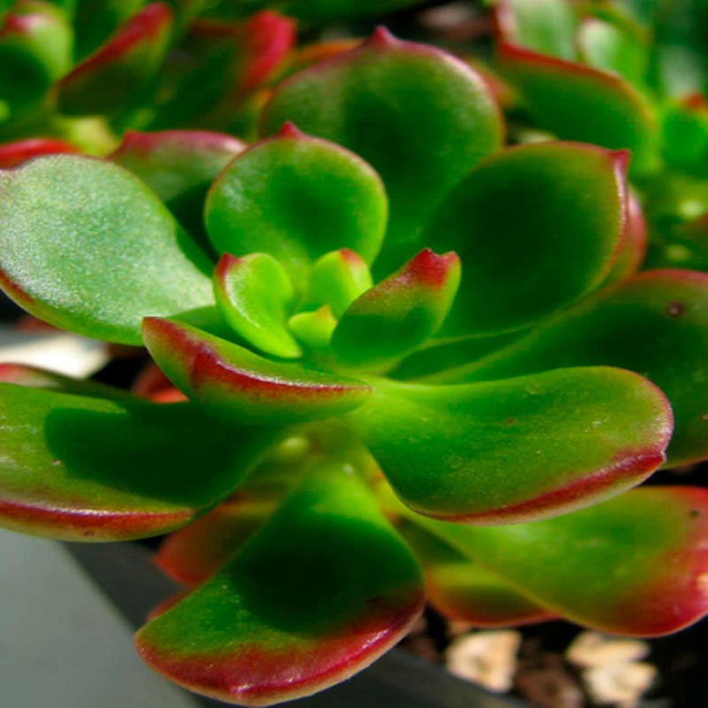 Echeveria Multicaulis