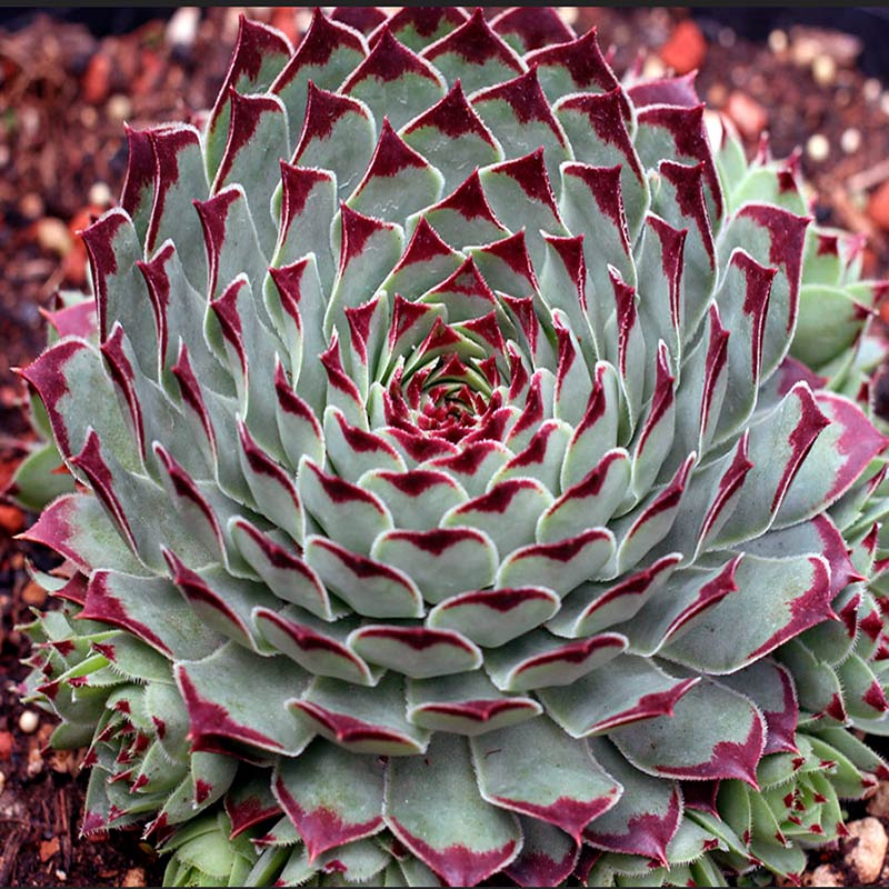 Sempervivum Tectorum