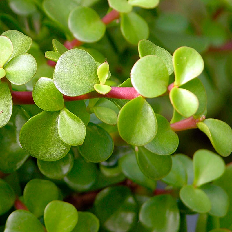 Crassula Afra Portulacea